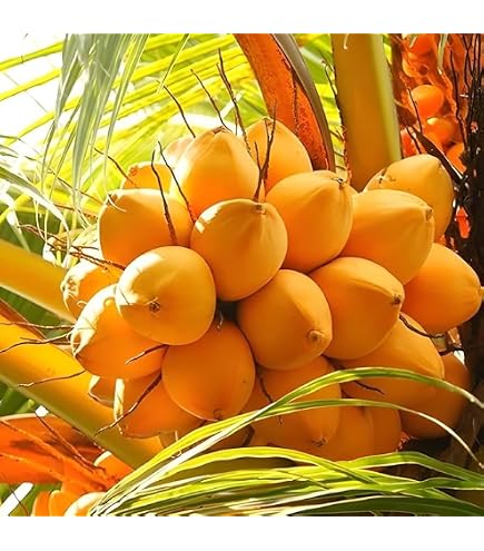 Alohaココナッツ Paradise Sundari Coconut Plant - Exotic Tropical Beauty for Your